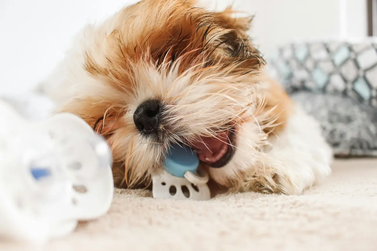 Como Brinquedos Inteligentes Mudam a Vida dos Cães?