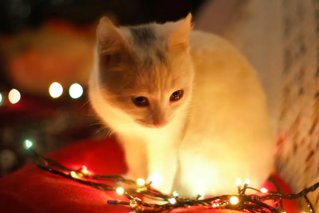 Como Criar um Artesanato Natalino com seu Pet?