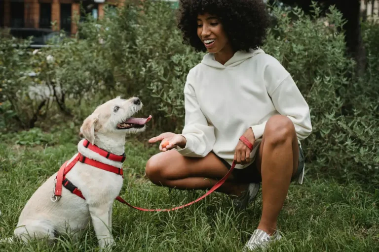 Como Treinar seu Cachorro em 10 Lições?