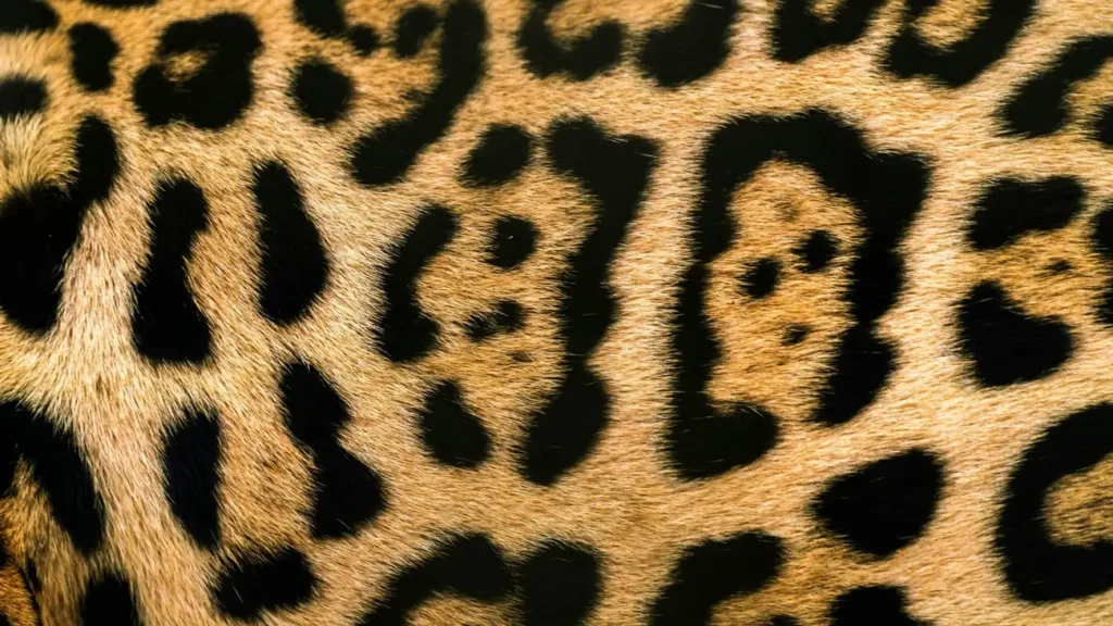 Como Usar o Animal Print de Oncinha sem Erros de Moda?