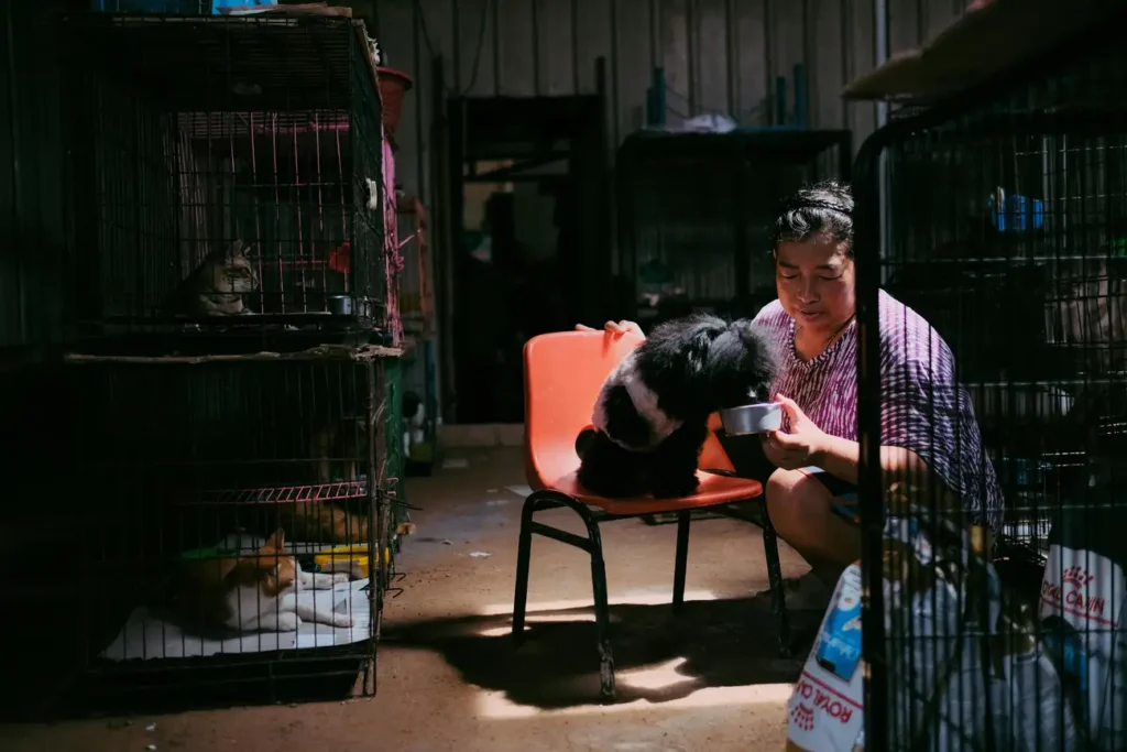 O que os Donos de Cães e Gatos Precisam Saber Sobre Acessórios?
