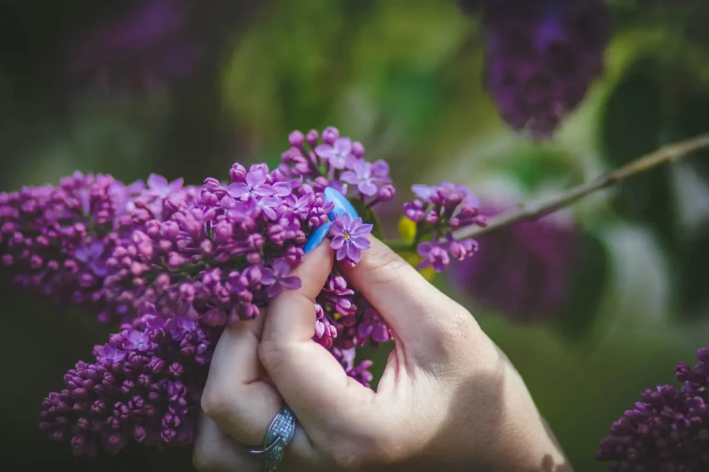 O que significam as cores do Anel do Humor?