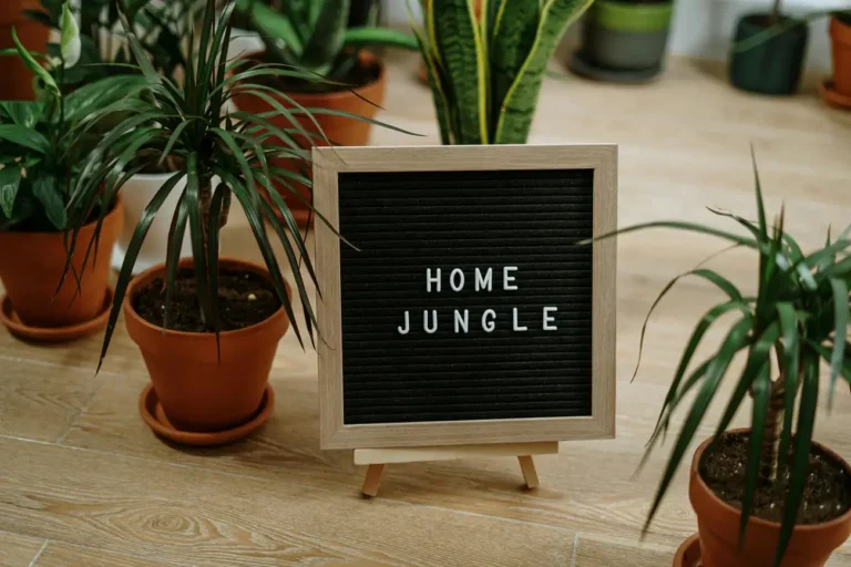 Quais são as 10 plantas ideais para melhorar o ar da minha casa?