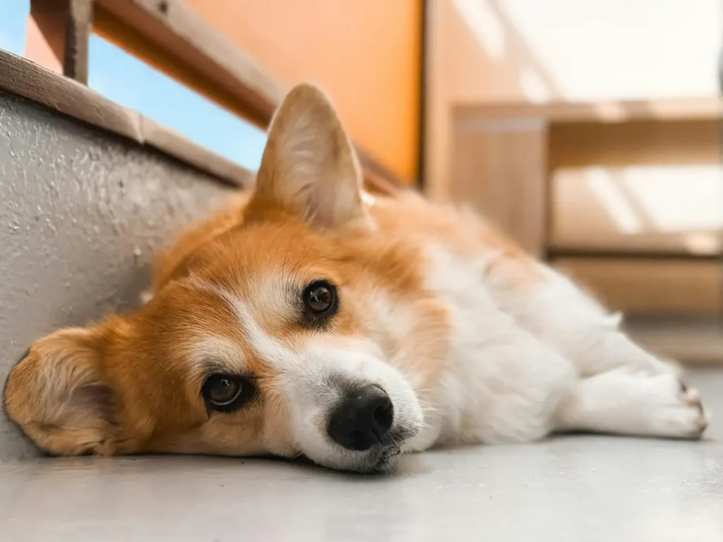 Quais são as raças de cães mais inteligentes?