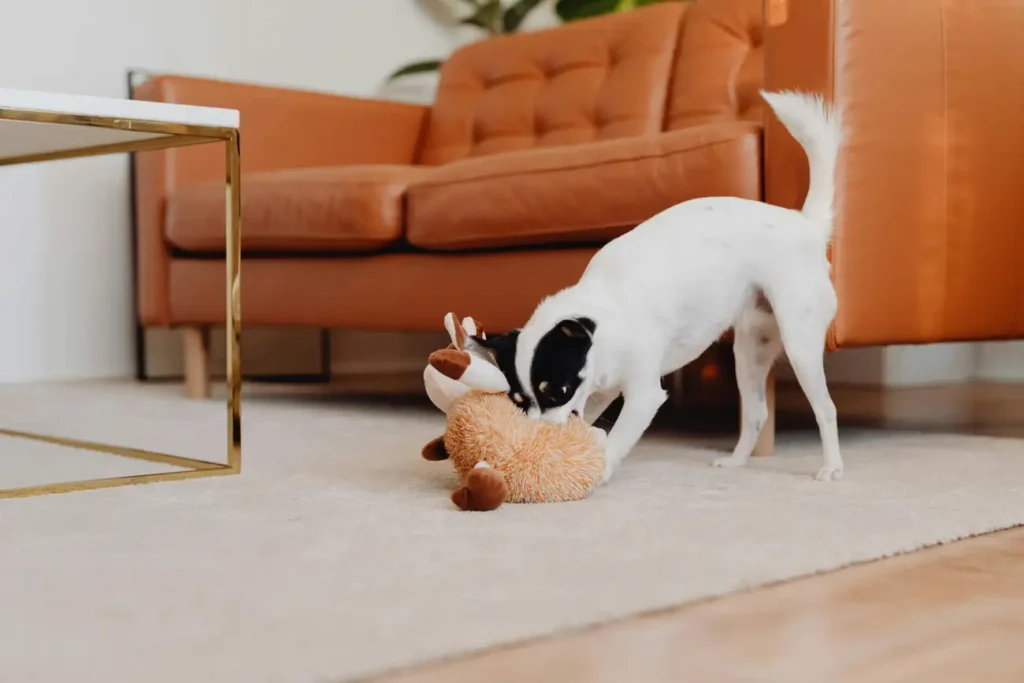 Quais são os melhores brinquedos para cães?
