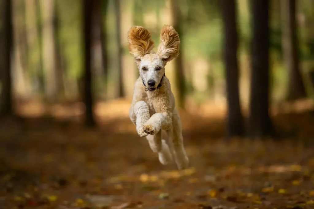 Qual é o animal de estimação perfeito para mim?