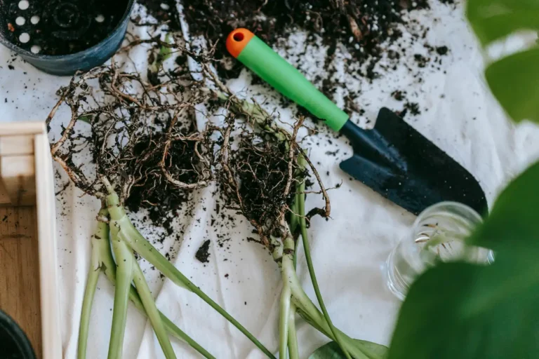 Você sabe quais 5 legumes e verduras são fáceis de cultivar em casa?