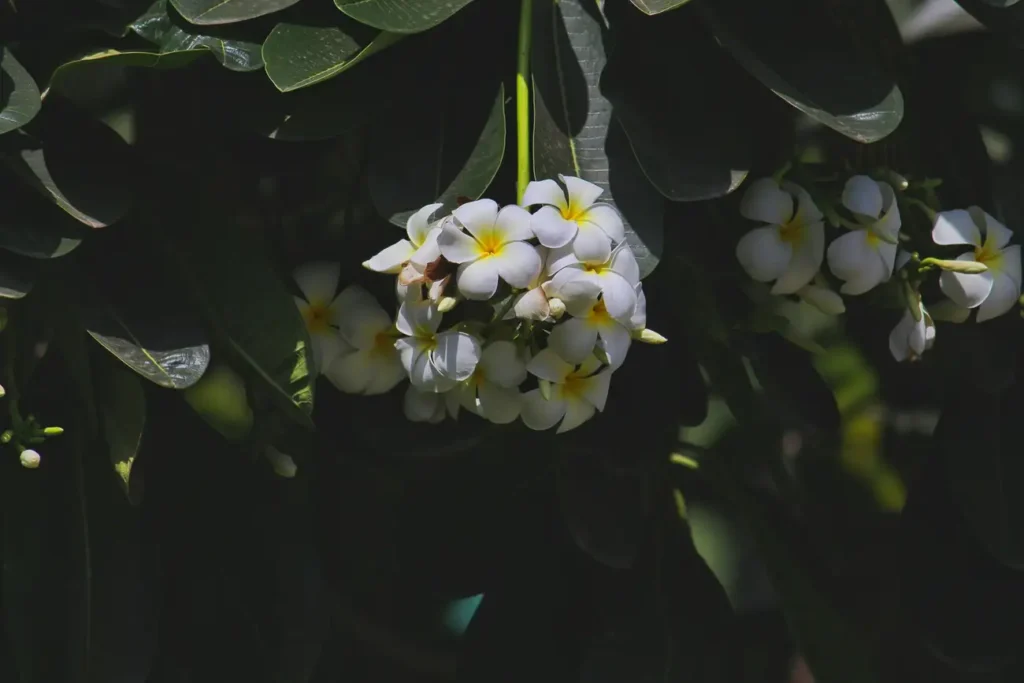 Como Criar uma Decoração com Flores Tropicais que Impressionam?