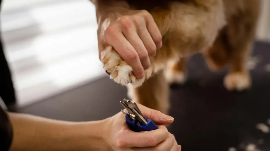 Como Cuidar das Patinhas do Seu Pet para Evitar Problemas?