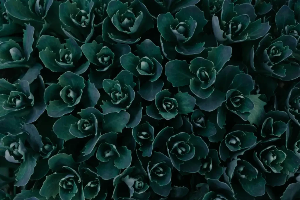 Como Decorar Meu Jardim para Ficar Lindo?