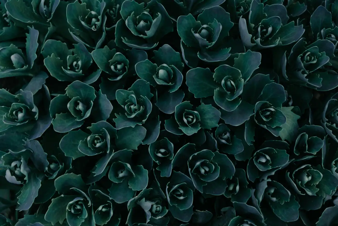 Como Decorar Meu Jardim para Ficar Lindo?
