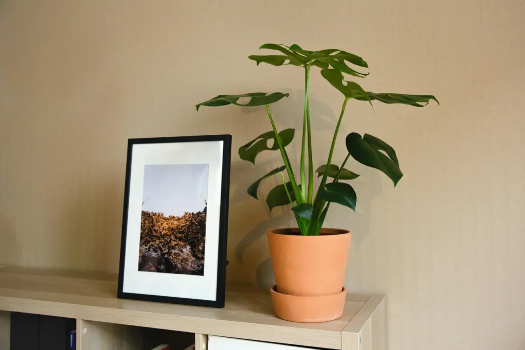 Como Decorar Minha Casa para Ficar Lindinha?