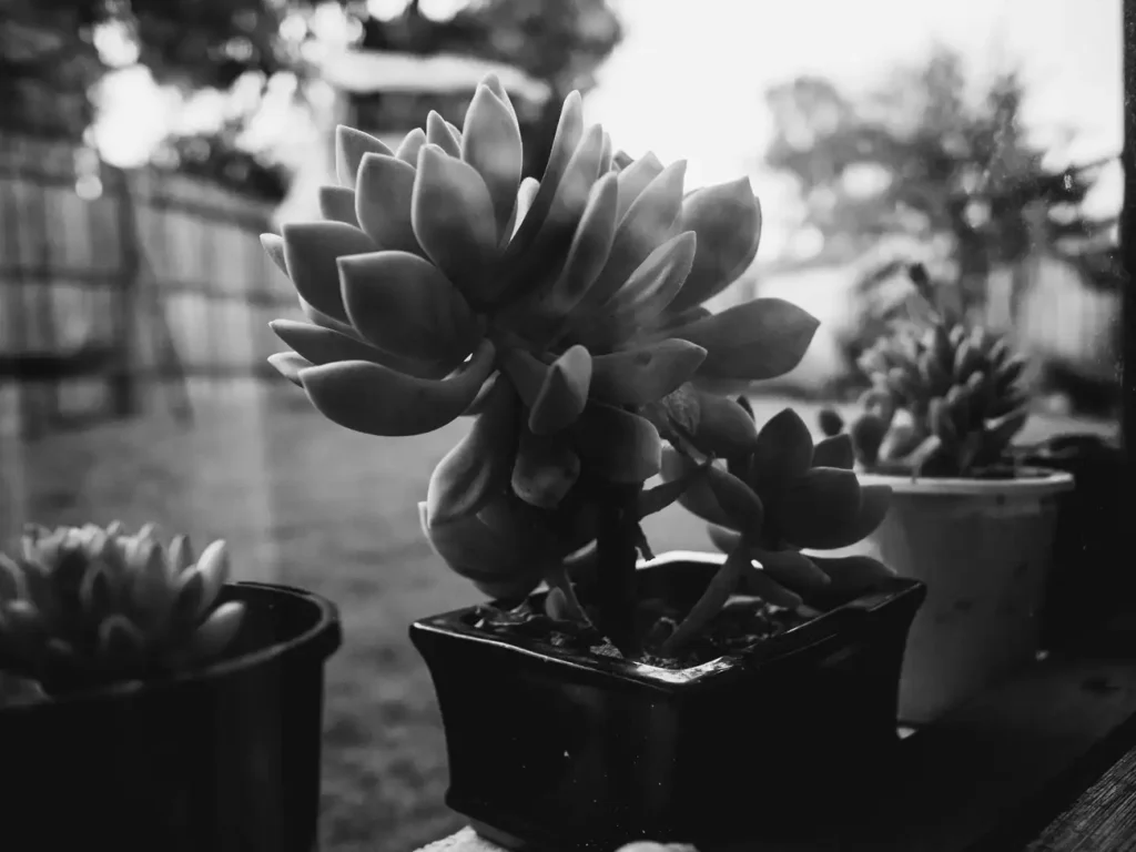 Como Decorar Piscinas e Jardins para Fazer a Diferença?
