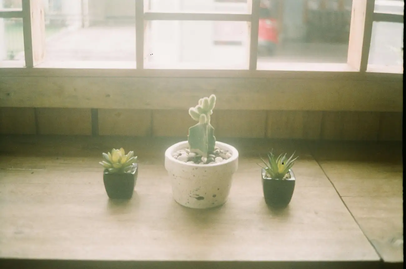 Como Decorar com Cactos sem Perder o Charme?