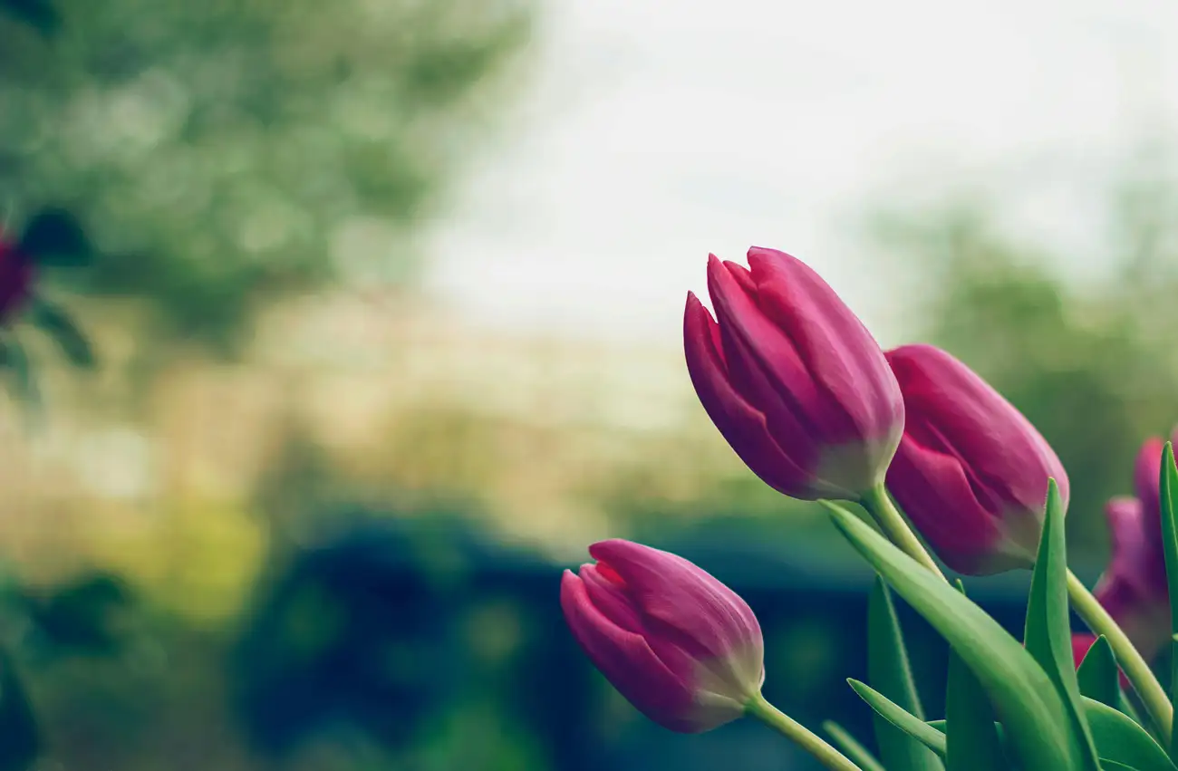 Como Decorar um Jardim Externo para deixá-lo Irresistível?