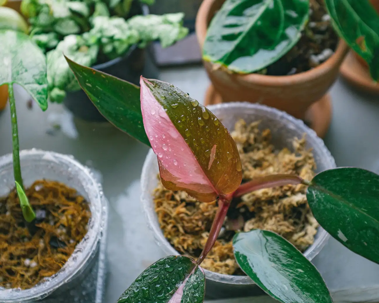 Como Decorar um Jardim sem Erros?