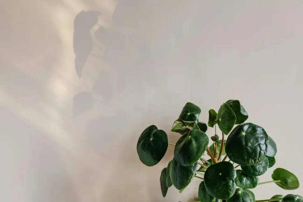 Como a Cor Verde Pode Revolucionar a Decoração de Seu Lar?