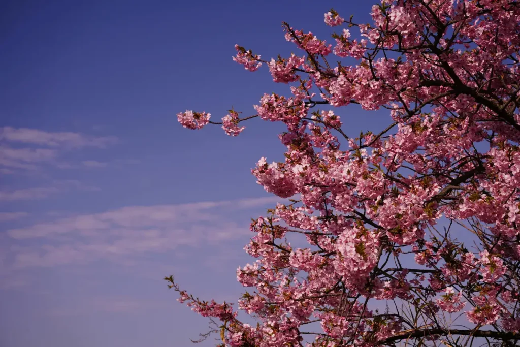 O Que Esperar do Início da Primavera?