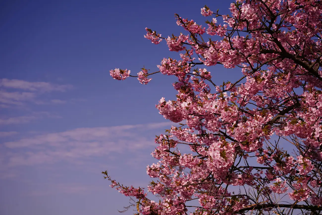 O Que Esperar do Início da Primavera?