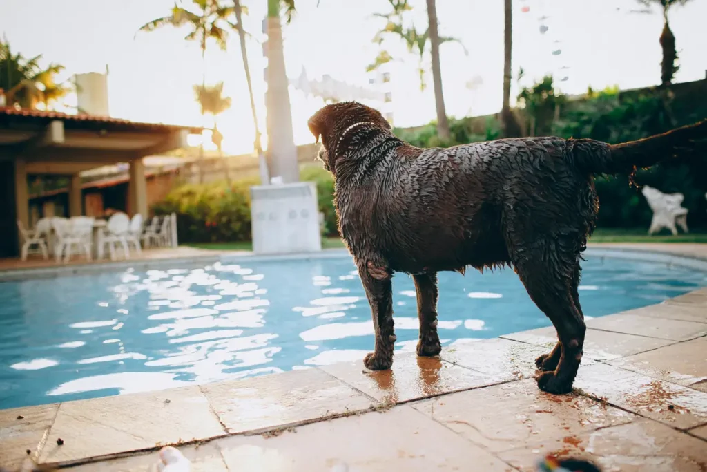 Os Melhores Hotéis para Cachorros em São Paulo Aceitam Pets?