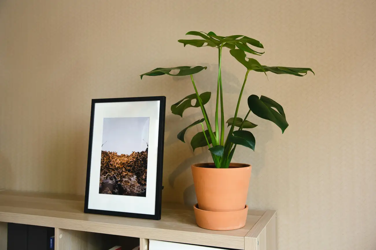 Quais São as Melhores Ideias de Decoração Para o Seu Lar?
