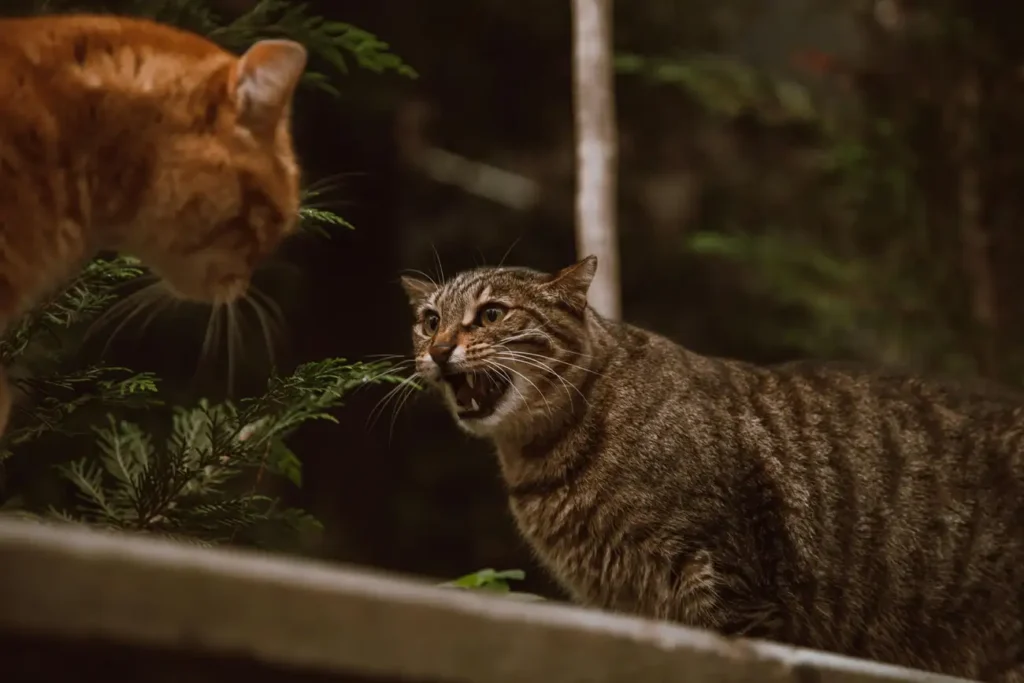 Quais são as Fotos de Gatos Mais Engraçadas para Postar no Facebook?