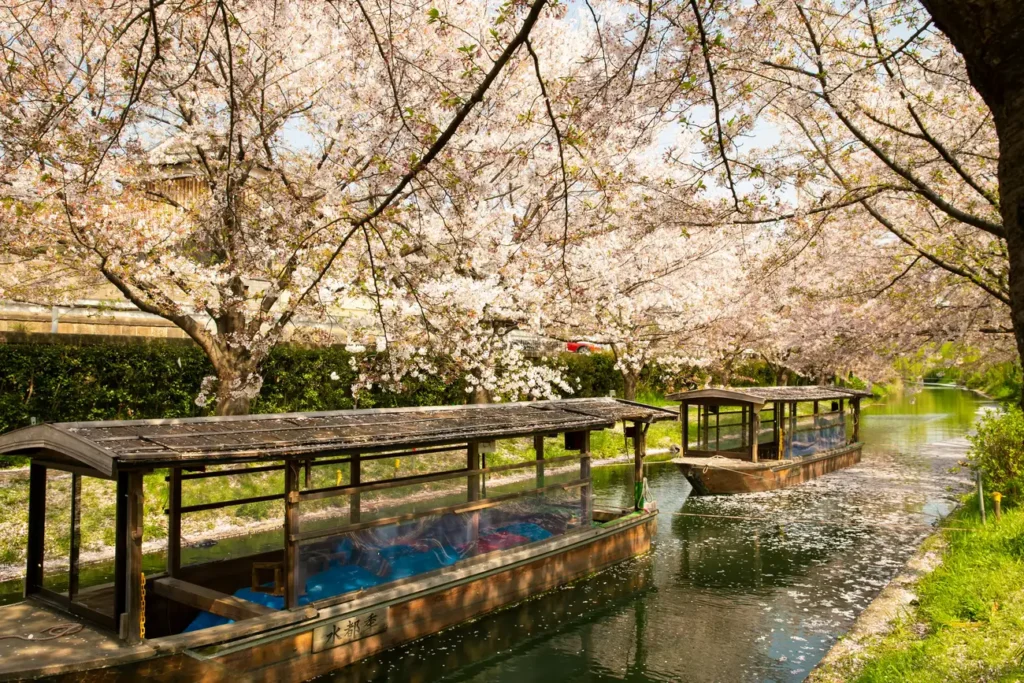 Quais são as tradições por trás da festa das cerejeiras no Japão?