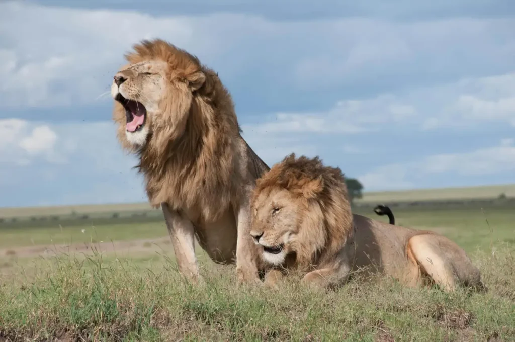 Quais são os animais mais perigosos do mundo?