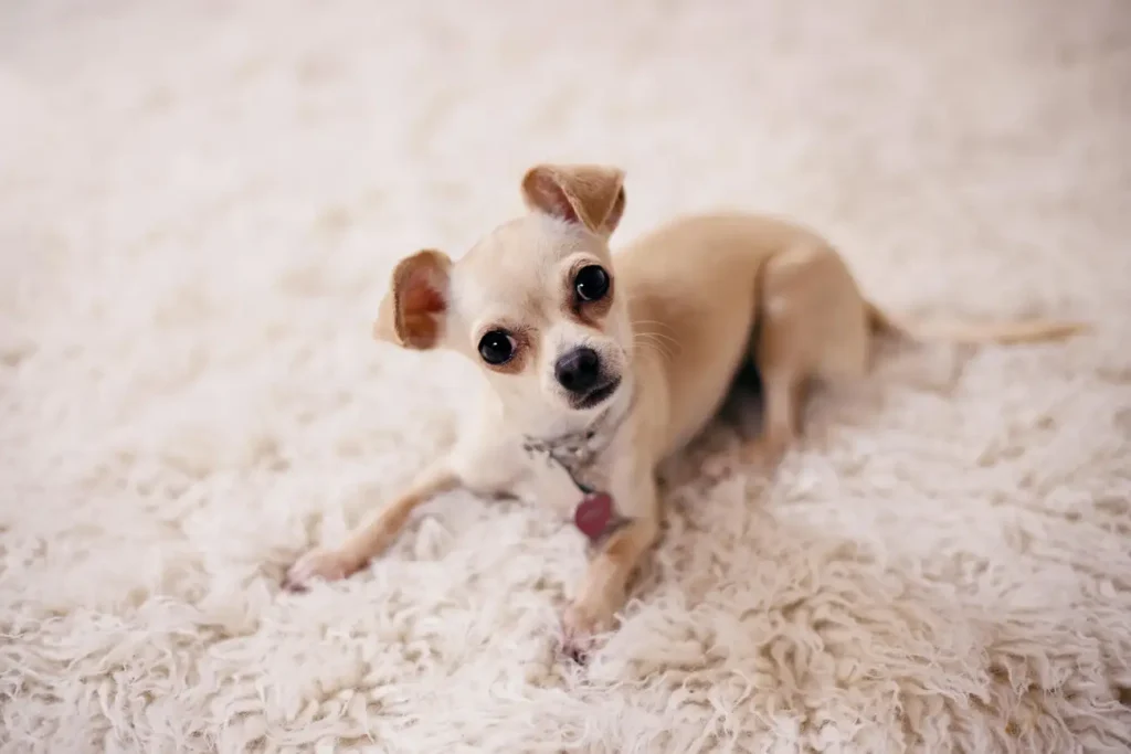 Quais são os benefícios de adotar cães de raça em SP e RJ?