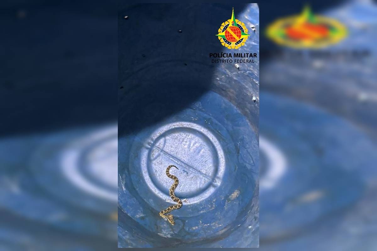 PMDF resgata cobra jararaca no Riacho Fundo I