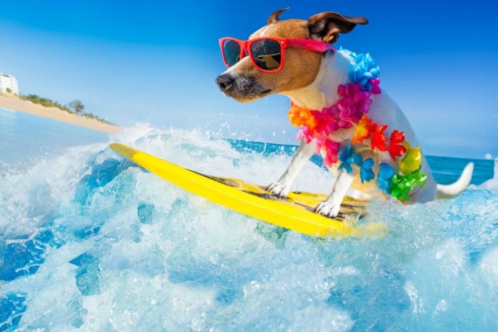 Descubra 10 mitos e verdades sobre os pets no verão