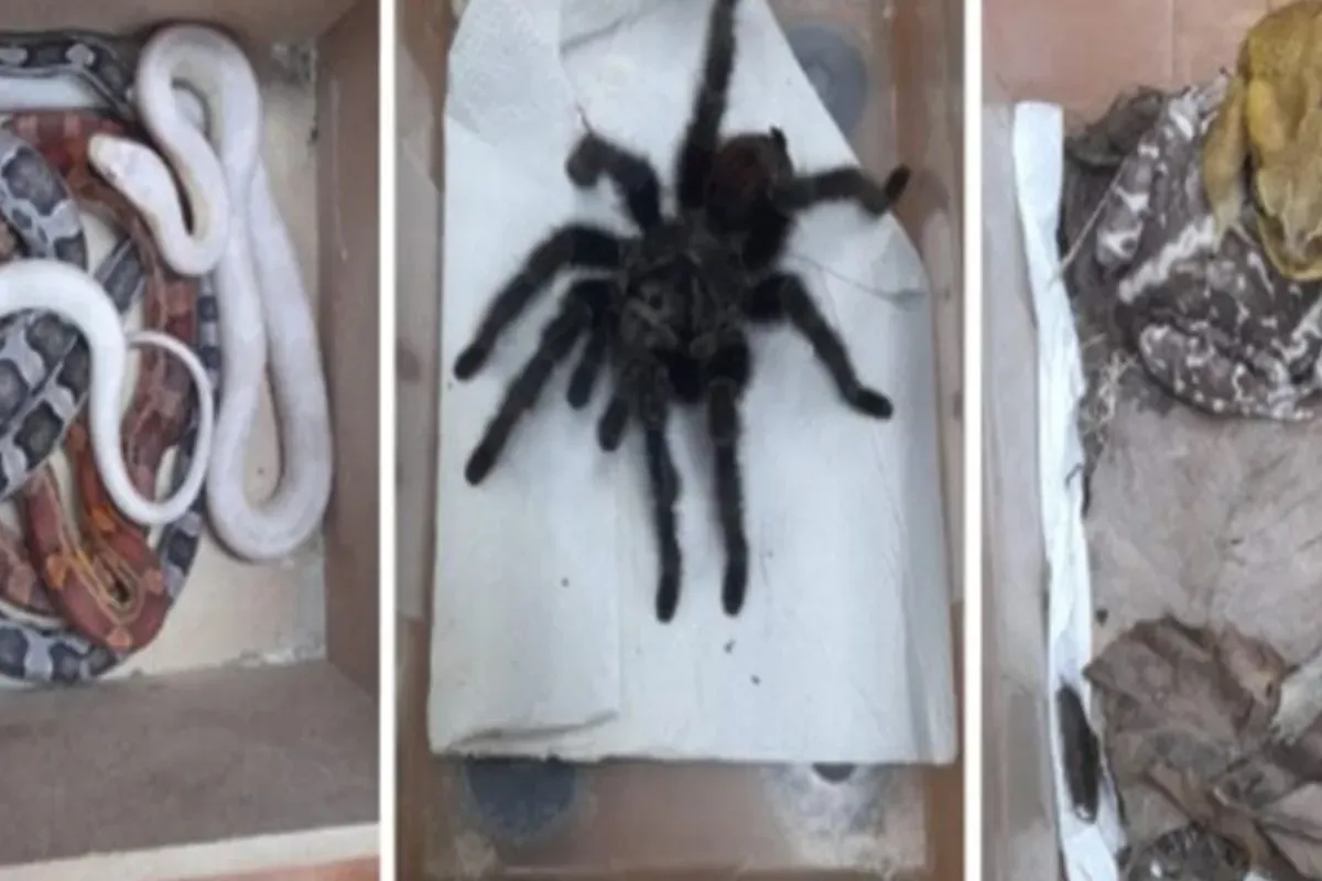 ibama apreende animais e multa bi logo ap s show infantil em s o jos e1d95ef9 https mundodastribos.com .br